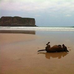 an animal laying on its back in the sand