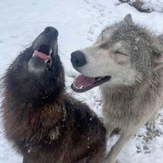 two gray and white wolfs playing in the snow with their mouths open while looking at each other