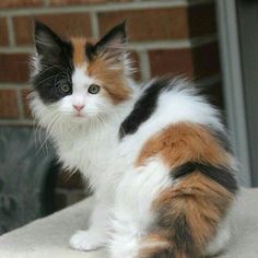 a calico cat sitting on top of a table next to a brick wall and door