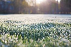 the grass is covered with morning dew