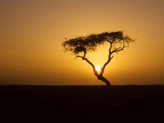 Nature, Grove Of Trees, Facts About The World, The Sahara Desert, Lone Tree, Lawn And Landscape, Story Of The World, Ancient Tree, Sahara Desert