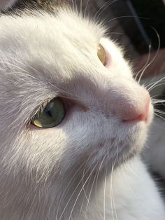 a close up of a white cat with green eyes