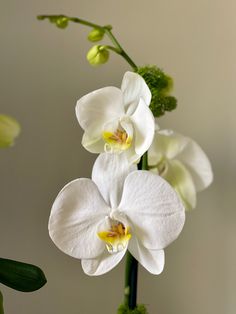 three white orchids in a vase with green leaves