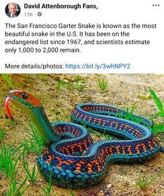 a blue and orange snake laying on the ground with its head turned to the side