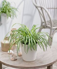 a potted plant sitting on top of a wooden table