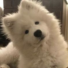 a fluffy white dog sitting on top of a bed