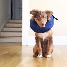 a dog sitting on the floor with a blue frisbee around its neck and mouth