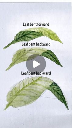 three leaves are shown with the words leaf bent forward and leaf bent backward