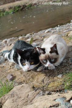 two cats laying on the ground next to a river