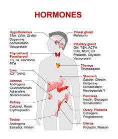 Examples of Hormones and the Location of Production Pineal Gland, Medical Student Study, Nursing School Survival, Nursing School Studying, Nursing School Notes, Medical School Studying, Nursing School Tips, Medical Facts, Medical Terminology
