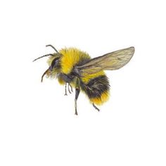 a drawing of a bee flying in the air with it's wings spread out