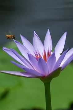 Water Lily, Monet’s Garden Marmottan in Kitagawa Village, Kochi, Japan, 北川村「モネの庭」マルモッタン, 高知　#Travel #Trip #Sightseeing #StunningViews #Destination　#旅行 #絶景 #トラベル #トリップ #観光スポット Kochi, Travel Photography, Lotus, Japan Travel, Monet’s Garden, Water Lily Monet, Kochi Japan, Travel Trip, Water Lily