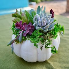 a white pumpkin filled with succulents on top of a green table cloth