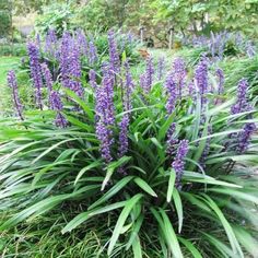 Liriope muscari Big Blue Purple Flower Spikes and Grass-like Foliage Lawrence Halprin, Autumn Deep, Lily Turf, Monkey Grass, Liriope Muscari, Shade Landscaping, Garden Flowers Perennials, Black Berries, Edging Plants