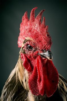 a close up of a rooster's head with red combs and feathers, against a black background