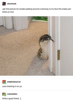 an image of a snake coming out of the door