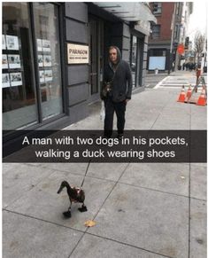 a man with two dogs in his pockets walking a duck wearing shoes on the sidewalk