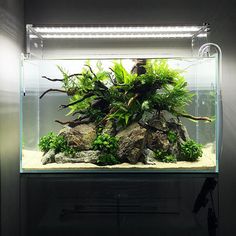 an aquarium with plants and rocks in it