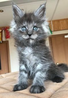 a small gray kitten sitting on top of a bed looking at the camera with blue eyes