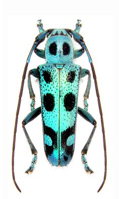 a blue and black insect on a white background