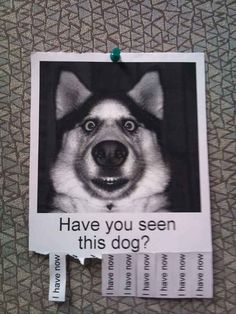 a dog with its mouth open next to a sign that says have you seen this dog?