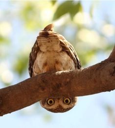 an owl sitting on top of a tree branch
