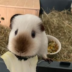 a white and brown hamster eating food out of a bowl on top of some hay