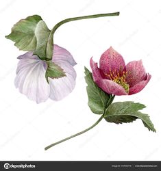 two pink flowers with green leaves on white background