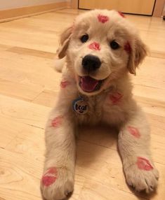 a white dog with red spots on it's face and paws sitting on the floor