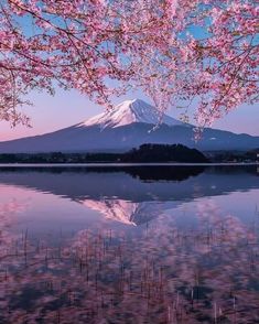 the mountain is covered in pink flowers and reflected in the still water at sunset or dawn