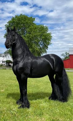 a large black horse standing on top of a lush green field