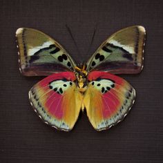 a colorful butterfly sitting on top of a black surface