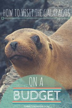 a sea lion with the words how to visit the galaagos on a budget