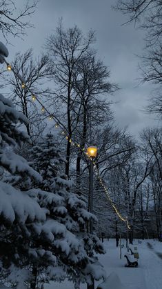 a snowy park with lights strung from the trees