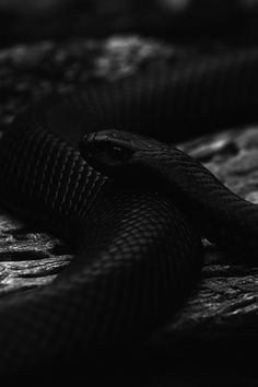 a black snake is curled up on a bed with its head turned to the side