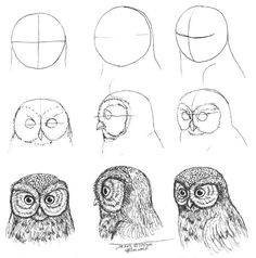 an owl's head with different angles and facial features, as well as the eyes