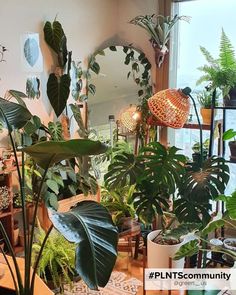 Different ways to style big and small houseplants in your interior! Indoor Plants Decor Living Room, Plante Monstera, Plant Decor Living Room, Rubber Tree Plant, Calathea Plant, Zebra Plant, Jungle Vibes, Green Oasis