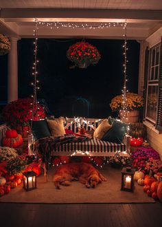 a porch covered in lots of pumpkins and lights with a dog laying on the floor