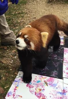 a red panda bear standing on top of a table covered in paint and splattered paper