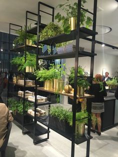 a room filled with lots of plants on shelves next to couches and tables in front of them