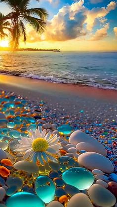 the sun is setting over the beach with flowers and rocks in front of it,