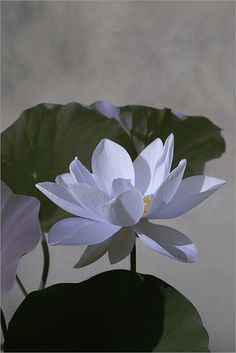 a large white flower sitting on top of a green leafy plant