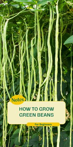 green beans hanging from a tree with the words notes how to grow green beans for beginners