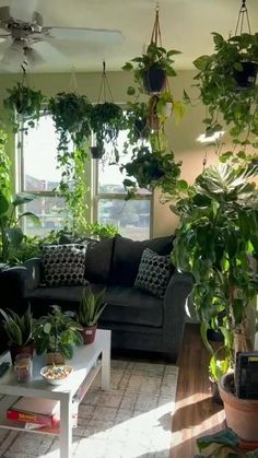 a living room filled with furniture and lots of green plants on the windowsills