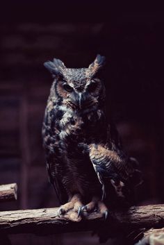 an owl sitting on top of a wooden branch