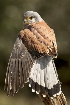 a brown and white bird sitting on top of a tree branch with its wings spread