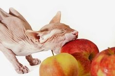 a hairless cat playing with apples on a white background