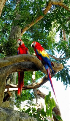 two colorful parrots perched on the branches of a tree