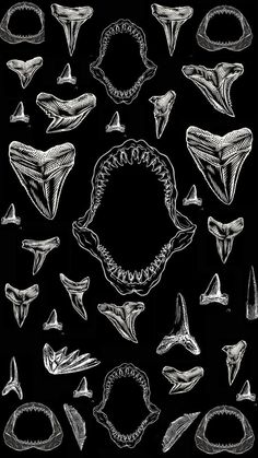 various types of shark teeth are shown in this black and white drawing, with an oval surrounded by smaller sharks