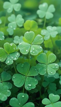 four leaf clovers with water droplets on them